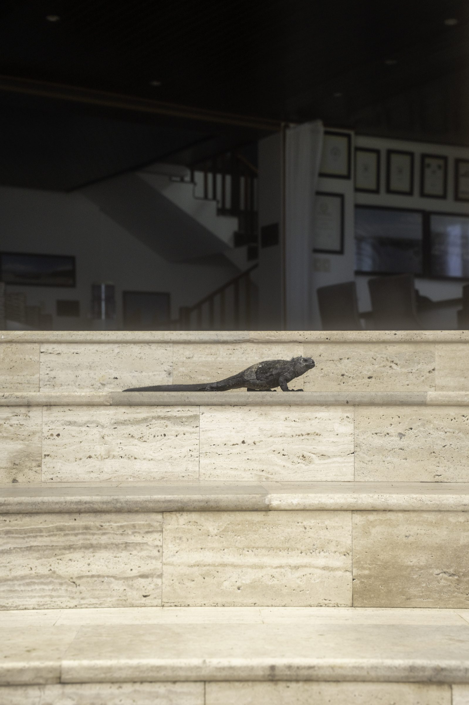 Iguana Crossing